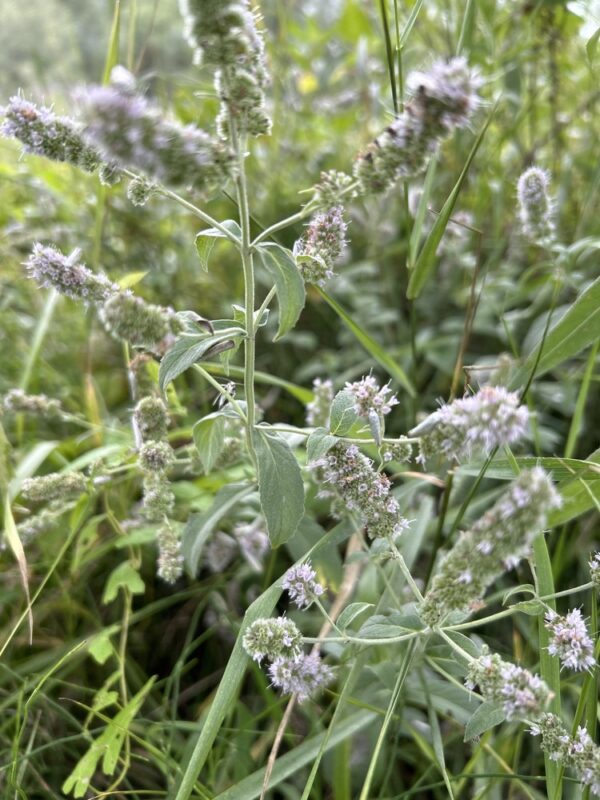 Mentha longifolia / Hertsmunt