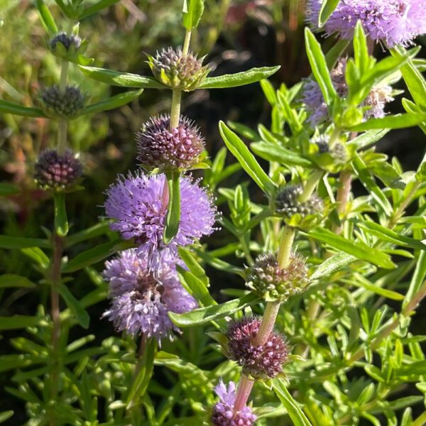 Mentha pulegium / Polei