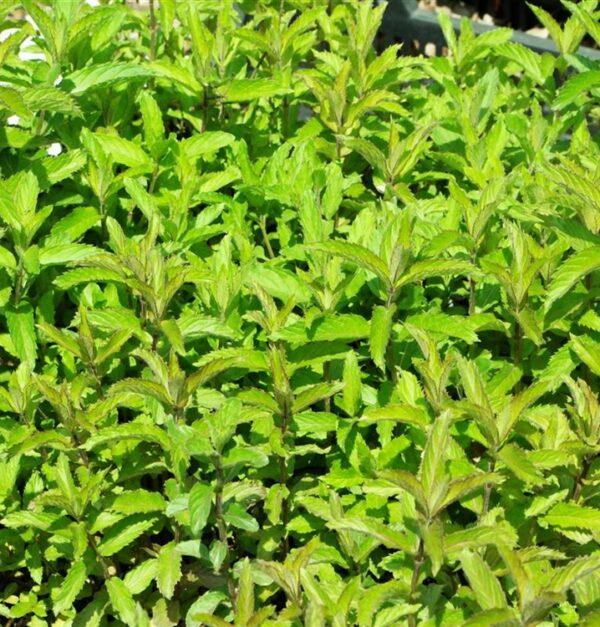Mentha x piperita ' Swiss ' / Zwitserse pepermunt