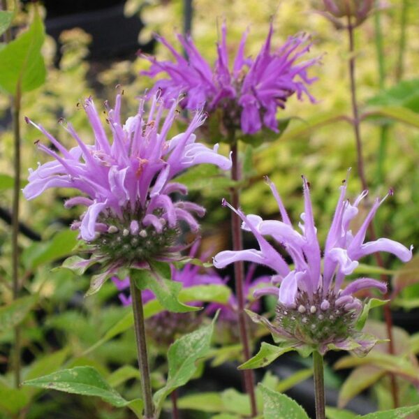 Monarda fistulosa / Wilde bergamot