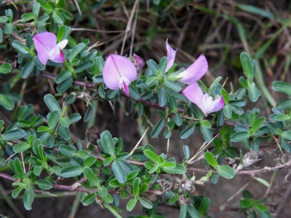 Ononis spinosa subs. spinosa / Kattendoorn