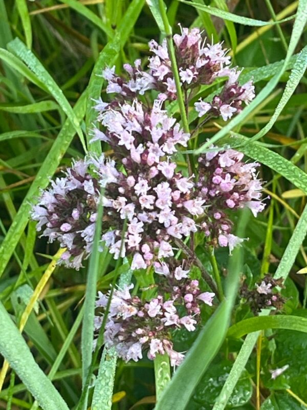 Origanum vulgare / Wilde marjolein