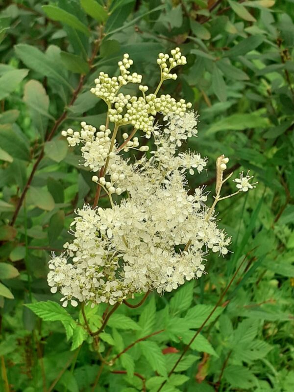 Filipendula ulmaria / Moerasspirea