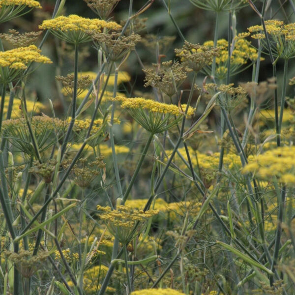 Foeniculum vulgare ' Rubrum ' / Bronzen Venkel