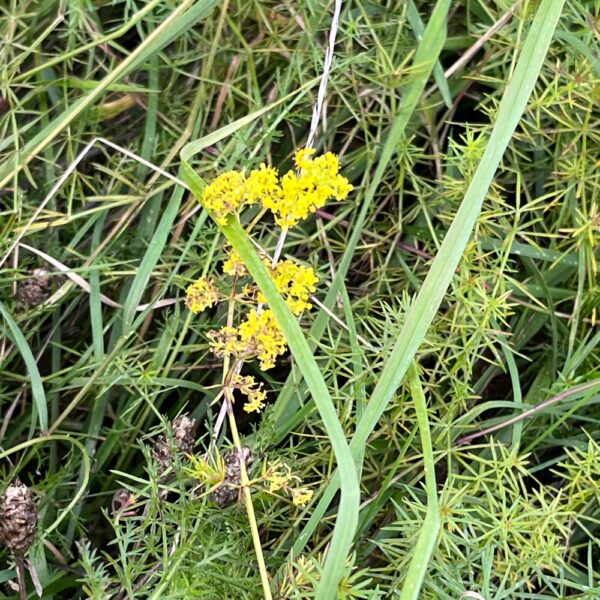 Galium verum / Geel walstro