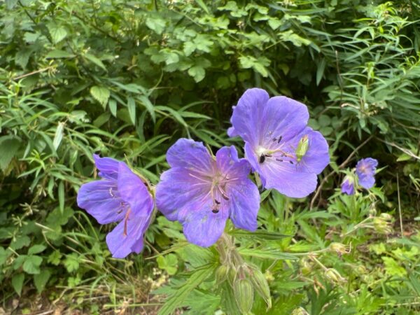 Geranium pratense / Beemdooievaarsbek