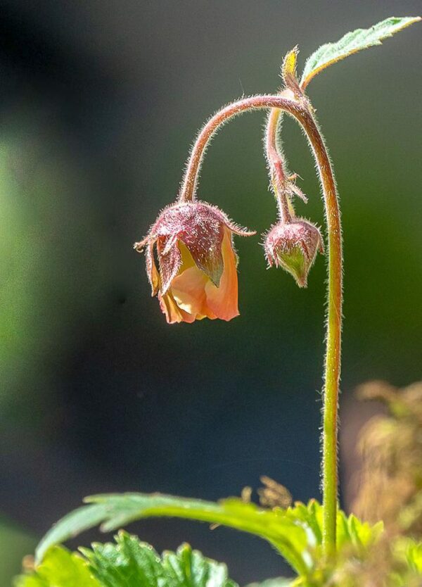 Geum rivale / Knikkend nagelkruid