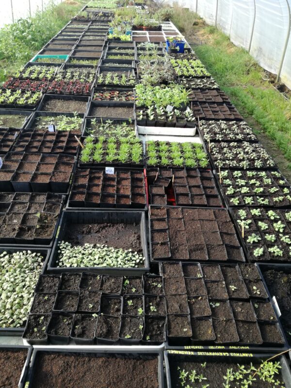 Beschikbare planten 15 04 2024