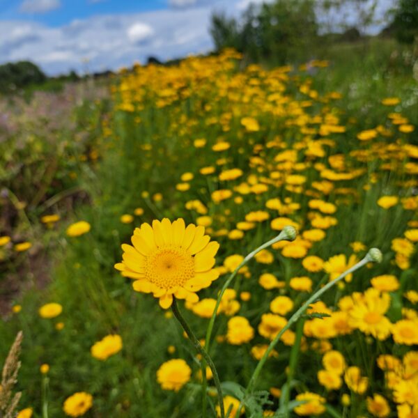 Anthemis tinctoria / Gele kamille