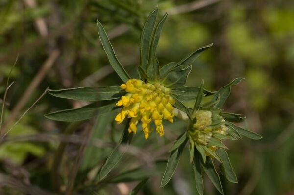 Anthyllis vulneraria / Wondklaver
