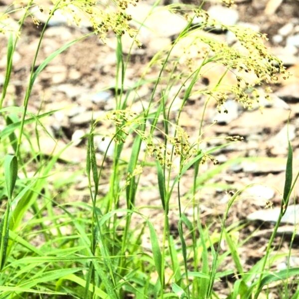 Luzula sylvatica / Grote veldbies