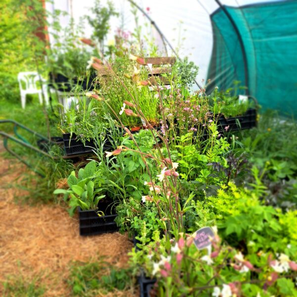 Beschikbare planten 10 2024