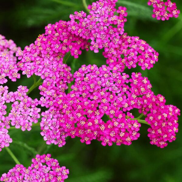 Achillea millefolium / Roze Duizendblad