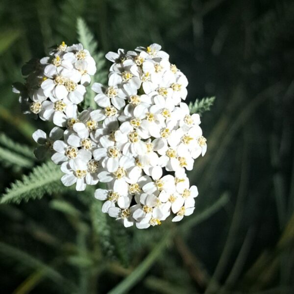 Achillea millefolium / Duizendblad
