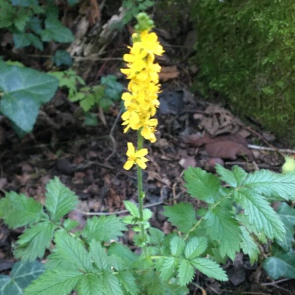 Agrimonia eupatoria - Gewone agrimonie