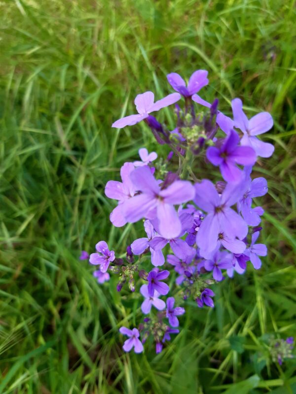 Hesperis matronalis - Damastbloem