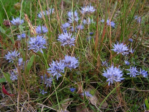 Zandblauwtje