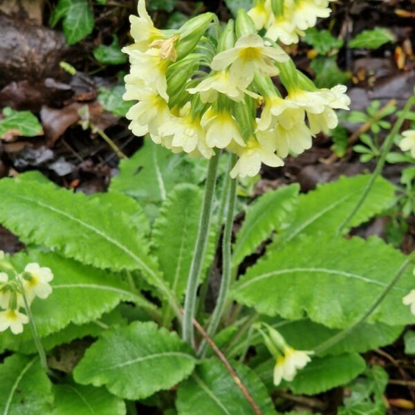 Slanke sleutelbloem