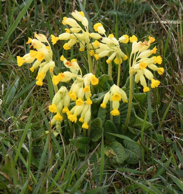 Gulden sleutelbloem
