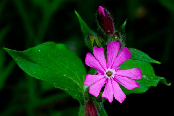Dagkoekoeksbloem