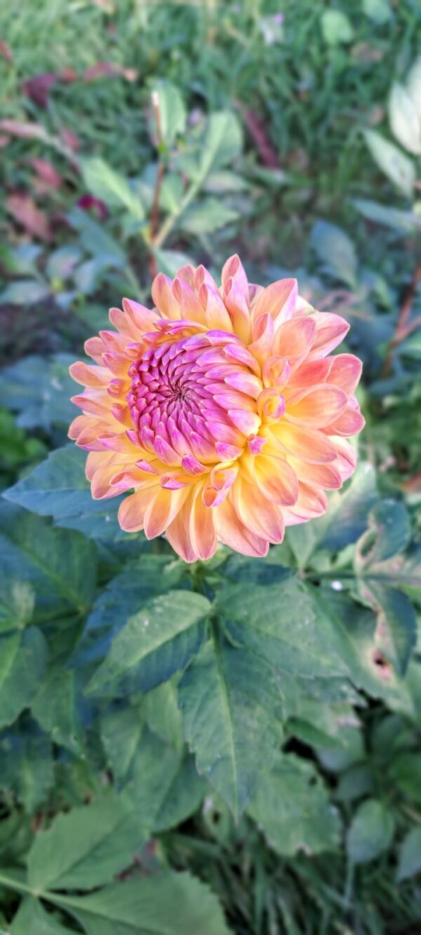 DAHLIA KNOL zalmroze