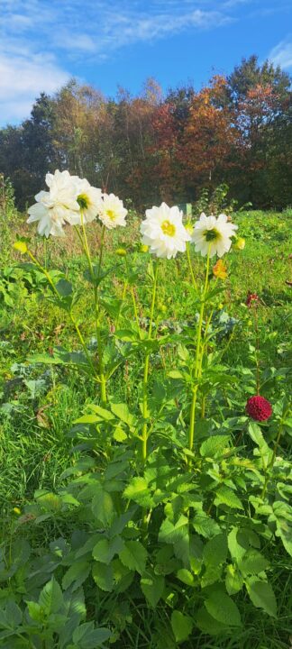 Dahlia wit