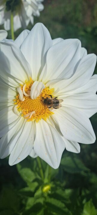 Dahlia wit