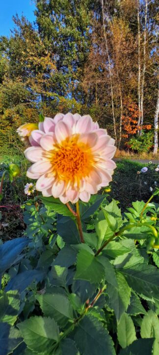 Dahlia
