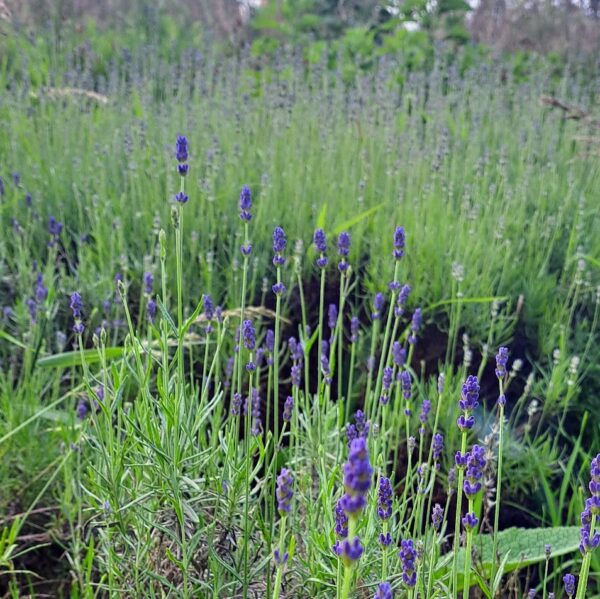 biologische Echte Lavendel